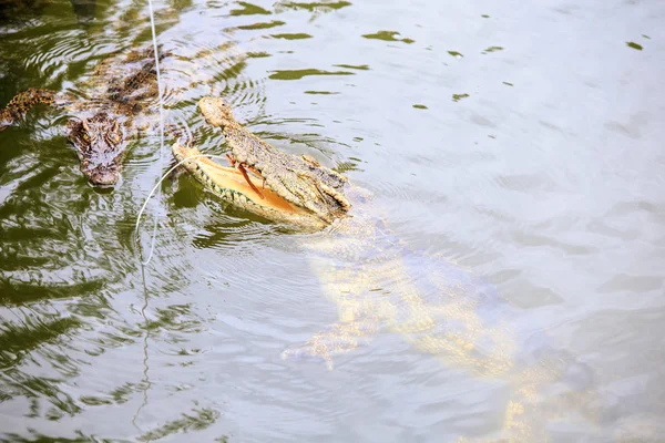 closeup crocodile's jaws above rippled pond water catch food from rope on breeding farm in tourist park in Vietnam