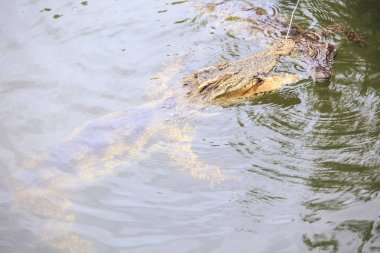 Gıda turizm park Vietnam grupta ıslahı üzerinde ip üzerinden closeup timsah'ın jaws sakinleştirmek su birikintisi su üstünde yakalamak