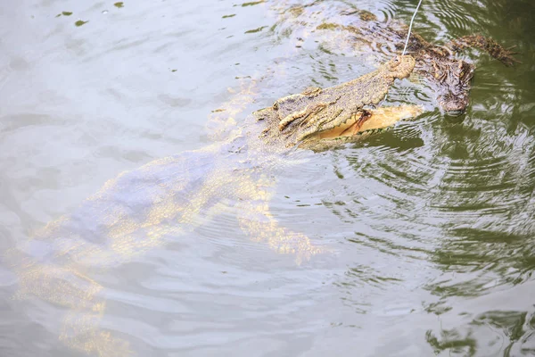 Mandíbulas Crocodilo Closeup Acima Ondulado Lagoa Água Pegar Alimentos Corda — Fotografia de Stock