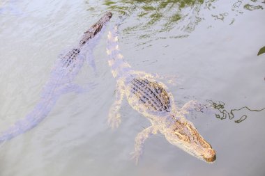 büyük timsahlar şeffaf sakinleştirmek su birikintisi yetiştirme çiftliği turizm Park Vietnam üzerinde yüzmek