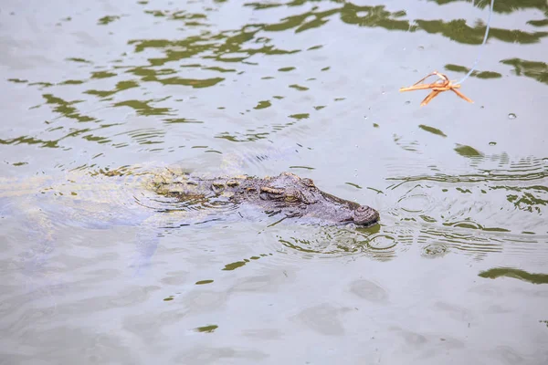 Close Cabeça Crocodilo Grande Sob Água Lagoa Ondulada Transparente Fazenda — Fotografia de Stock