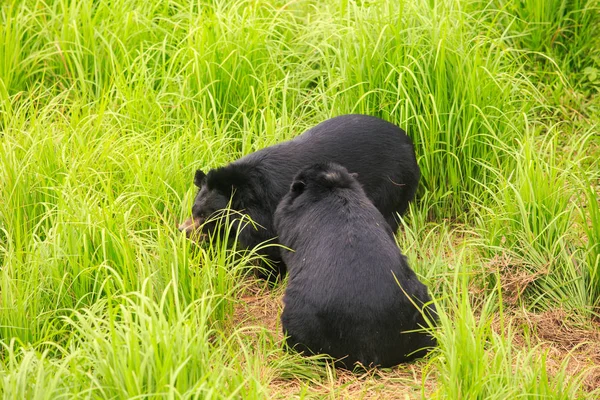 Download Gambol Stock Photos Royalty Free Gambol Images Depositphotos Free Get Wallpaper Gambol Stock Photos Royalty Free Gambol Images Depositphotos For Android