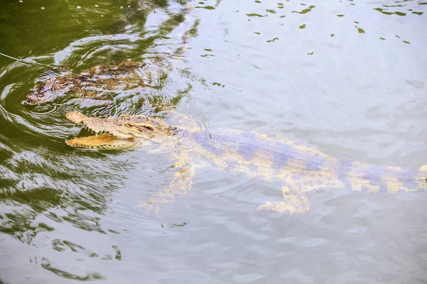 Dois Crocodilos Grandes Nadam Água Lagoa Ondulada Transparente Fazenda Reprodução — Fotografia de Stock