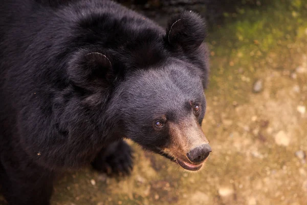 Крупним Планом Великий Чорний Ведмідь Голова Дивиться Глядачів Зоопарку Тропічного — стокове фото