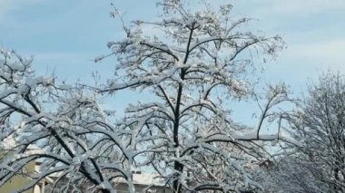 karla kaplı closeup tree tops