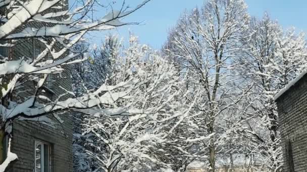 Vrcholky stromů bílým sněhem — Stock video