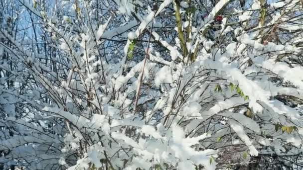 Верхушки деревьев крупным планом покрыты снегом — стоковое видео