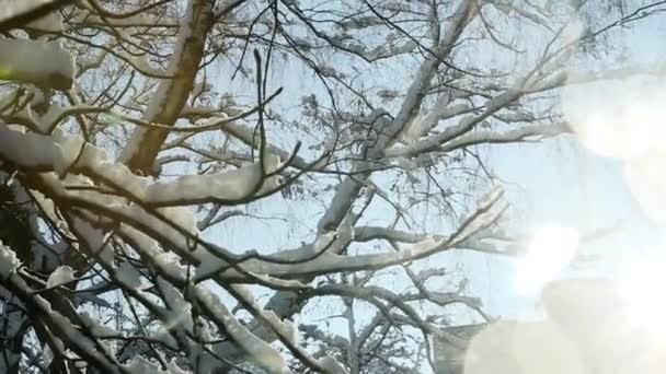 Rama de árbol de primer plano cubierto de nieve — Vídeos de Stock