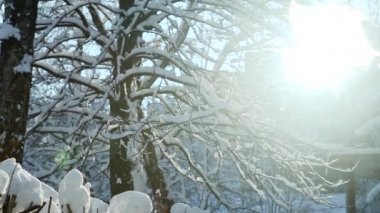 karla kaplı ağaç üzerinden kış güneş parlıyor