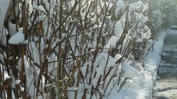 Lage struiken bedekt met witte sneeuw — Stockvideo