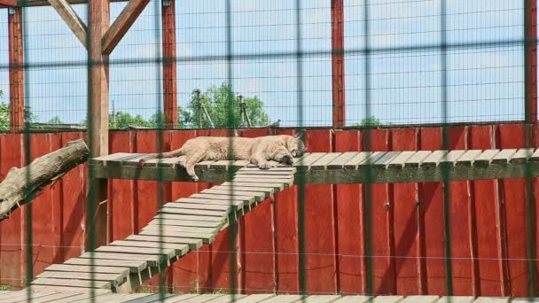 Wild Yellow Cougar Sleeps Hight Wooden Crossbars Large Zoo Cage — Stock Video