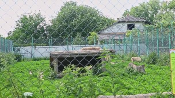 Große Wilde Weiße Wölfe Großen Zoo Käfig Mit Holzhaus Und — Stockvideo