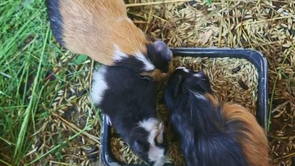 Top view closeup hairy decorative guinea pigs eat oat seeds served in big black tray on green grass — Stock Footage Top View Closeup Hairy Decorative Guinea Pigs Eat Oat Seeds Royalty Free Stock Footage