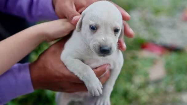 Portrait rapproché de petit chiot blanc secouant — Video