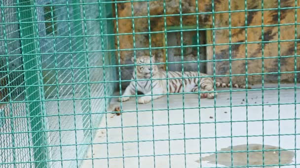 Дикий белый тигр лежит в большой клетке зоопарка — стоковое видео