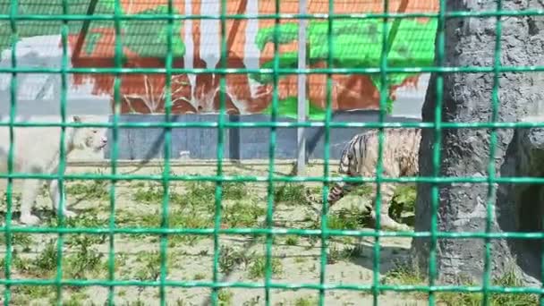 Panorama of wild big tigers walks in large zoo cage — Stock Video