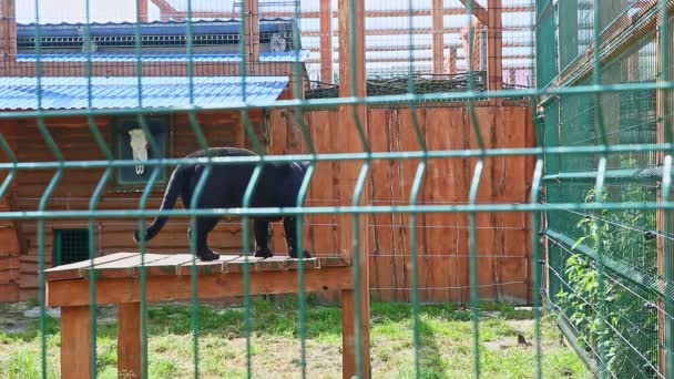 Wilder schwarzer Panther legt sich auf hohen Holztisch — Stockvideo