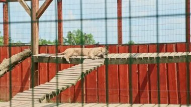 Vahşi sarı puma, dövüş tahtası kavşağında dinleniyor.