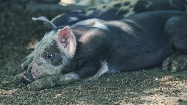 Primer plano pequeño cerdo negro resto junto a otros pequeños cerdos domésticos — Vídeo de stock