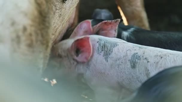 Primo piano piccoli maiali domestici bevono latte materno — Video Stock