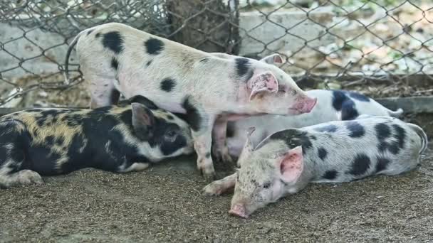 Gros plan petit groupe de petits cochons domestiques tachetés — Video