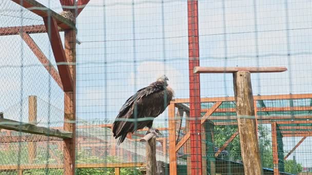 Gran buitre leonado salvaje limpia sus plumas en el crossboard — Vídeos de Stock