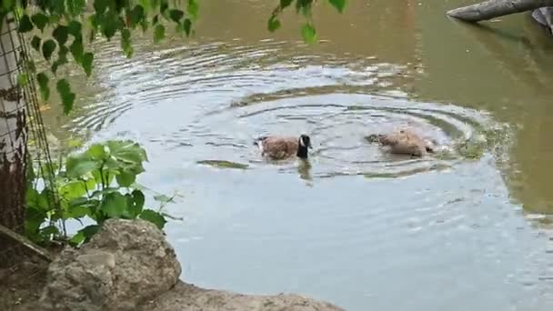 Пара диких взрослых уток, купающихся в открытом неглубоком озере — стоковое видео