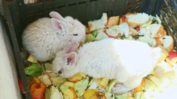 Vue de dessus gros plan blanc petits lapins décoratifs manger des pommes — Video