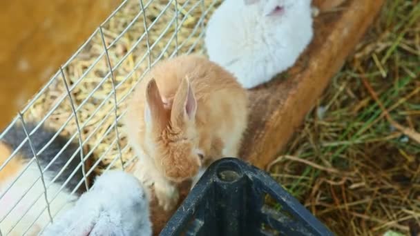 Vista superior de pequeños conejos decorativos esponjosos — Vídeos de Stock