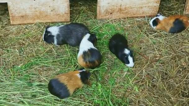 Panorama Van Veel Volwassen Decoratieve Cavia Eten Smakelijk Groen Gras — Stockvideo