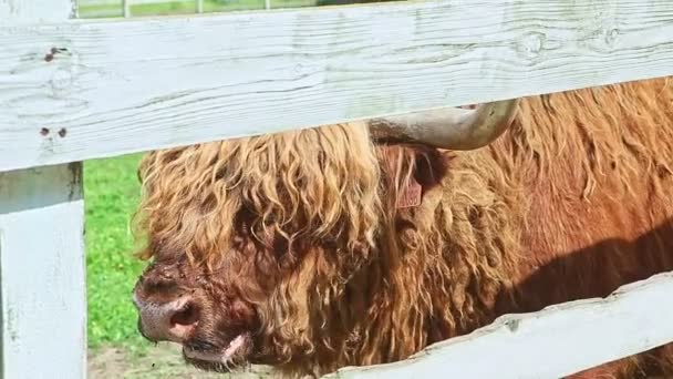 緑の牧草地を持つオープンパドックに立つ茶色のスコットランドの高地の牛を噛むのクローズアップ肖像画 — ストック動画
