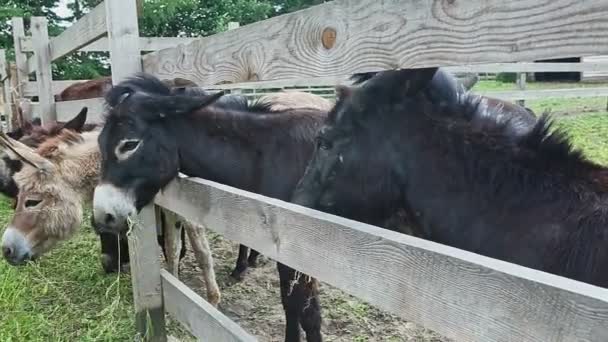 Närbild Man Hand Mata Åsnor Med Grönt Gräs Öppen Hage — Stockvideo