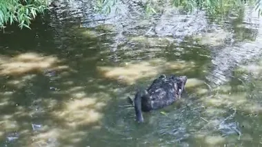 Yakın plan güzel siyah kuğu büyük zoolojik parktaki yeşil gölde yiyecek arıyor.