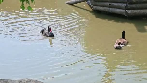 Черный Лебедь Две Утки Плавающие Чистые Перья Открытом Зеленом Мелководном — стоковое видео
