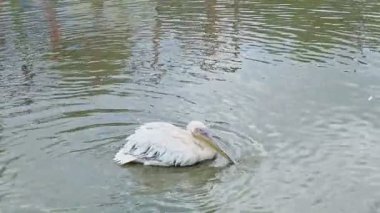 Büyük zooloji parkındaki açık yeşil sığ gölde büyük beyaz pelikan tüyleri.