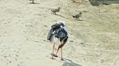 Yakından siyah-beyaz leylek diğer kuşlarla çevrili büyük bir zoolojik kuşhanede yakaladığı büyük fareyi yemeye çalışıyor.