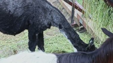 Siyah beyaz keçi ve siyah alpaka ulusal zooloji parkında büyük bir ahırda yeşil ot yerler.