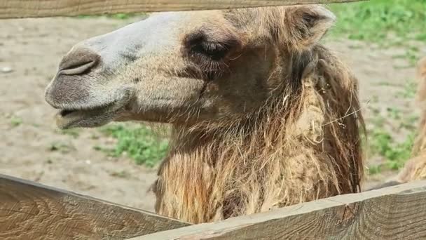 Closeup Γυναίκες Χέρι Χάδι Μάσημα Κίτρινο Κεφάλι Καμήλα Ανοιχτό Paddock — Αρχείο Βίντεο