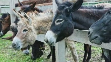Kapalı alan kadını, büyük zooloji parkındaki açık otlakta bir sürü eşeği elle besliyor.