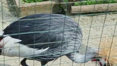 Gri taçlı turna panoraması büyük bir zoolojik kafeste yeşil kafesin arkasında yürüyor.