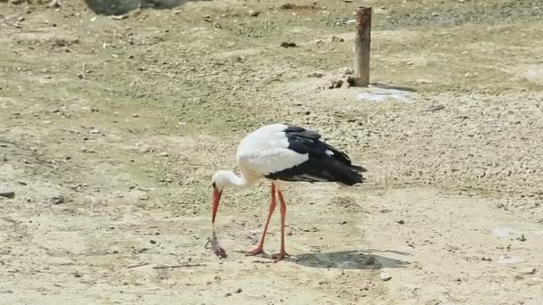 Closeup Black White Stork Try Eat Big Rat Caught Large — Stock Video