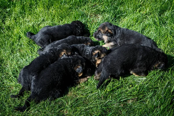 Маленькие немецкие овчарки спят на зеленой траве. — стоковое фото