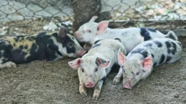 Yakından küçük bir grup benekli beyaz domuzcuk büyük bir domuz ahırında yerde uyur.