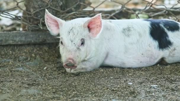 Primo Piano Piccolo Maiale Bianco Domestico Con Macchie Nere Riposo — Video Stock