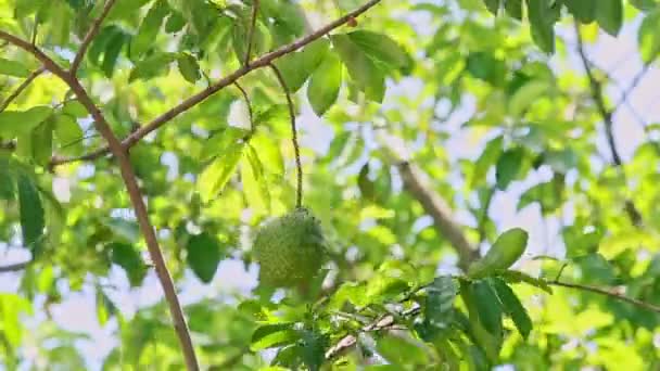 Closeup Wind Shakes Big Branch Tree Green Annona Reticulata Fruit — Stock Video