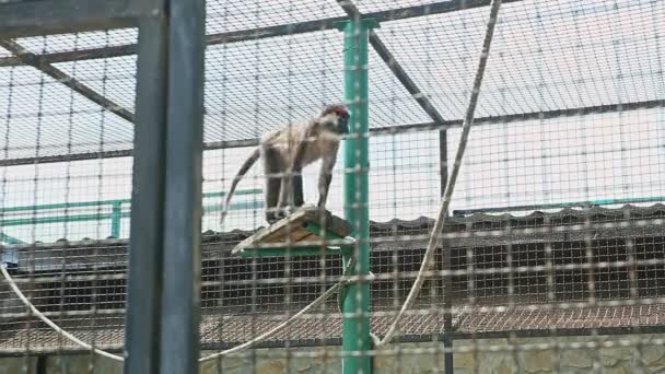 Grande Macaco Selvagem Salta Grande Gaiola Zoológico Com Travessas Madeira — Vídeo de Stock
