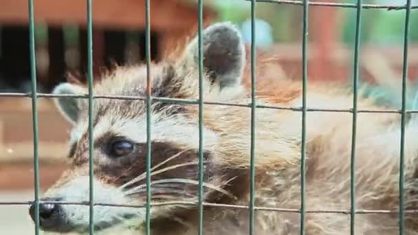 Nahaufnahme Wilder Waschbär Klettert Auf Grünem Gitter Großem Zoologischen Käfig — Stockvideo