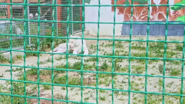 Wilde Grote Witte Tijger Likt Zichzelf Wit Zand Met Groen — Stockvideo