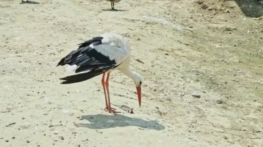 Yakından siyah-beyaz leylek, yakaladığı büyük fareyi yemeye çalışıyor.
