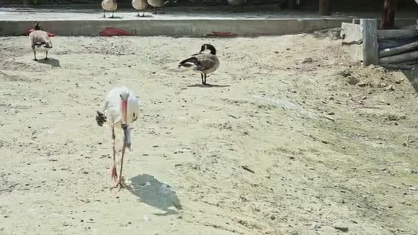 Siyah Beyaz Leylek Diğer Kuşlarla Çevrili Büyük Zoolojik Kuşhanede Yakaladığı — Stok video